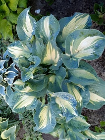 Хоста Голден Медоус, 1 шт.