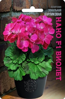 Пеларгония зональная карликовая Нано F1 Виолет, 5 шт. Биотехника
