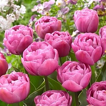 Тюльпан махровый поздний Балет, 11/12, 1 шт.