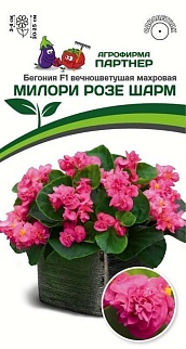 Бегония F1 вечноцветущая махровая Милори Розе Шарм, 5 шт. 
