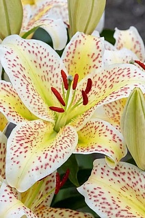 Лилия восточная Тайгермун, 12/14, 1 шт.