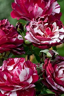 Роза флорибунда Нью Имэджин