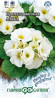 Примула высокая Альба, 4 шт. Устойчив к заморозкам.