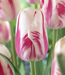 Тюльпан простой поздний Сорбет, 11/12, 1 шт.