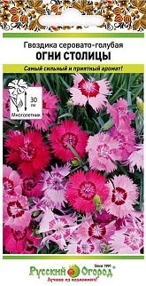 Гвоздика серовато-голубая Огни Столицы, 5 шт. Русский огород