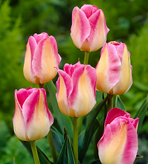 Тюльпан простой поздний Блашинг Брайд, 11/12, 1 шт.