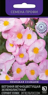 Бегония вечноцветущая зеленолистная Спринт Плюс Эппелблоссом, 10 шт.