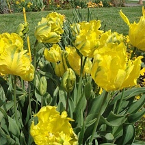 Тюльпан попугайный Техас Голд, 11/12, 1 шт.