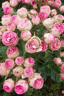 Роза спрей (миниатюрная) Мими Эден/ЦКор