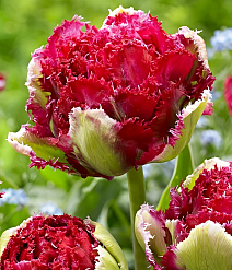 Тюльпан махровый бахромчатый Белфорт, 11/12, 1 шт.