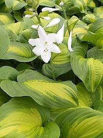 Хоста Авокадо, 1 шт.