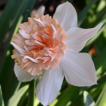 Нарцисс махровый Петит Фо, 12/14. 1 шт.