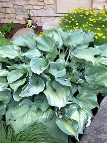 Хоста Гардиан Ангел, 1 шт.