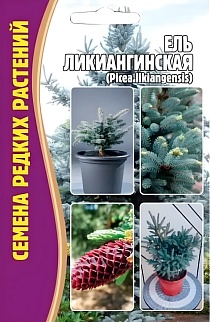 Ель Ликиангинская (Picea likiangensis) , 15 шт.