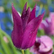 Тюльпан лилиецветный Перпл Дрим, 11/12, 1 шт.