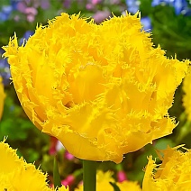 Тюльпан махровый бахромчатый Экзотик Сан, 12/+, 1 шт.