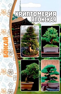 Криптомерия Японская, 3 шт.