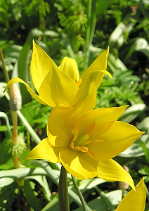 Тюльпан ботанический Урумийский, 7/8, 1 шт.