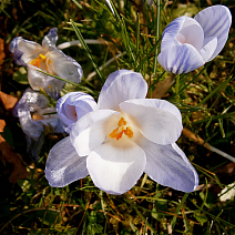 Крокус Блю Марлин, 6/+, 1 шт.