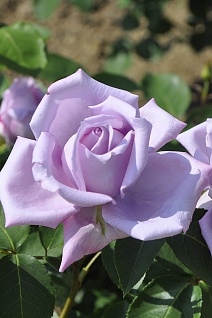 Роза чайно-гибридная Майнзер Фастнахт (голубой)