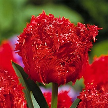 Тюльпан бахромчатый Барбадос, 11/12, 1 шт.