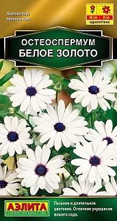 Остеоспермум Белое золото, 10 шт.