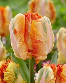 Тюльпан попугайный Пэррот Кинг, 11/12, 1 шт.