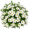 Аренария