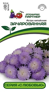 Астра китайская Зачарованная, 5 шт. С любовью