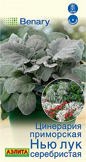 Цинерария Нью Лук серебристая, 15 шт.
