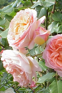 Роза английская парковая Абрахам Дерби, 1 шт.