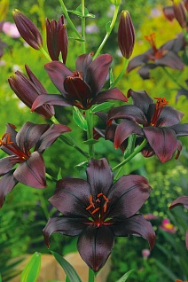 Лилия азиатская Блэк Шарм, 10/12, 1 шт.