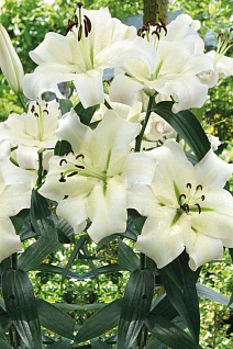 Лилия ОТ-гибрид Притти Вумен, 12/14, 1 шт.