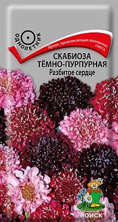 Скабиоза Тёмно-пурпурная Разбитое сердце, 10 шт.