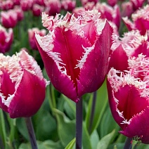 Тюльпан бахромчатый Сан Стефано, 12/+, 1 шт.