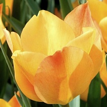 Тюльпан ботанический Брайт Джем, 6/7, 1 шт.