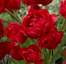 Тюльпан махровый многоцветковый Навона, 11/12, 1 шт.