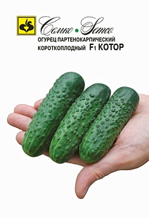 Огурец Котор F1, 10 шт.