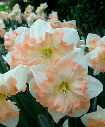 Нарцисс крупнокорончатый Эдинбург, 12/14, 1 шт.