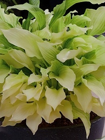 Хоста Уайт Февер, 1 шт.