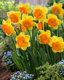 Нарцисс крупноцветковый гофрированный Санловер, 12/14, 1 шт.