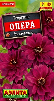 Георгина Опера фиолетовая, 7 шт.
