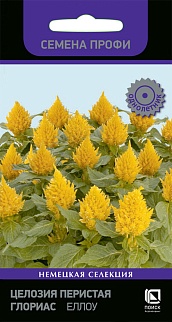 Целозия перистая Глориас Еллоу, 10 шт. Семена профи