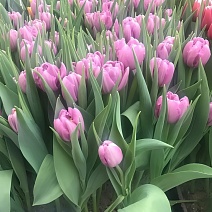 Тюльпан махровый ранний Кикстарт, 12/+, 1 шт.