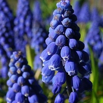 Мускари Суперстар, 8/+, 1 шт.