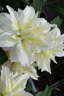 Лилия восточная махровая Ароза, 13/14, 1 шт.