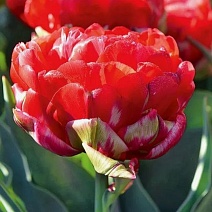 Тюльпан махровый ранний Промисс, 11/12, 1 шт.