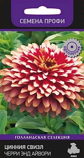Цинния Свизл Черри энд Айвори, 7 шт. Семена профи.