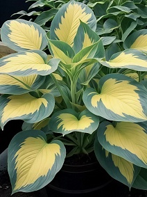 Хоста Форбидден Фрут, 1 шт.