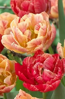 Тюльпан махровый хамелеон 17-Й Век, 11/12, 1 шт.